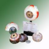HUMAN EYE